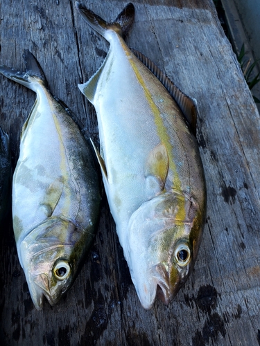 ネイリの釣果