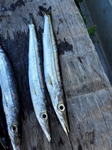 カマスの釣果