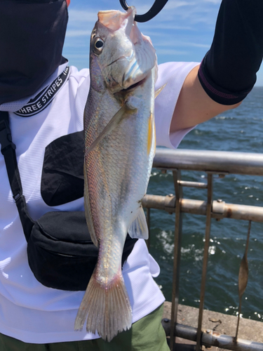 イシモチの釣果