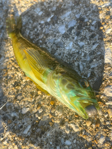 アナハゼの釣果