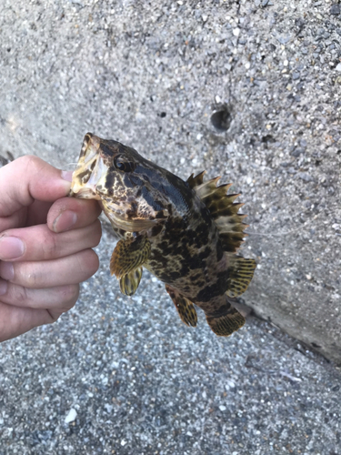 タケノコメバルの釣果