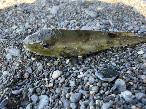 シロサバフグの釣果