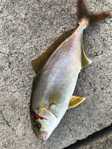 ツバスの釣果