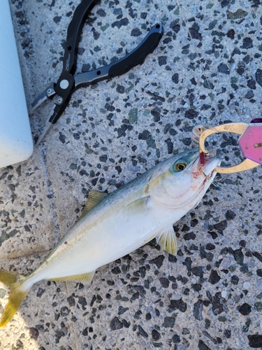 ワカシの釣果