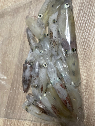 ヒイカの釣果