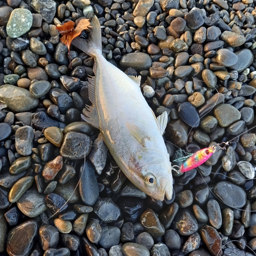 ショゴの釣果