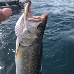 イワナの釣果