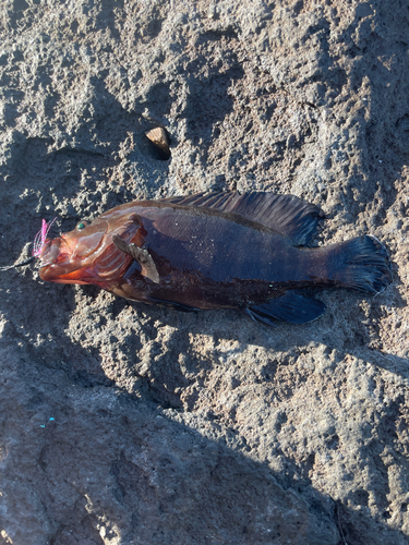 カツオの釣果