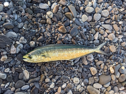 シイラの釣果