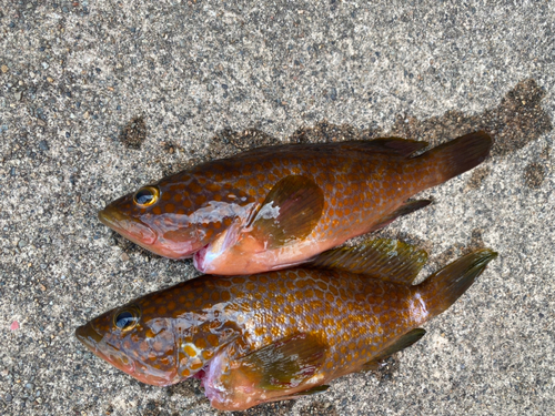 キジハタの釣果