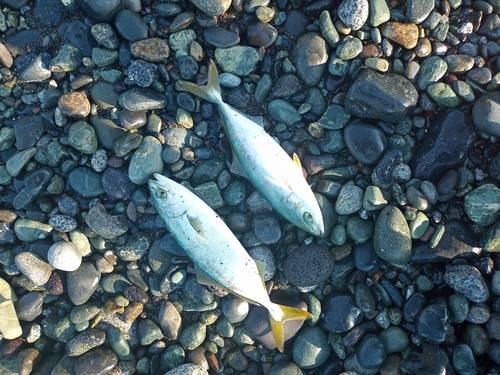 ワカシの釣果