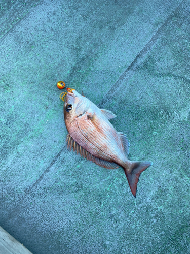 マダイの釣果