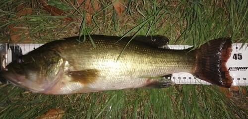 ブラックバスの釣果