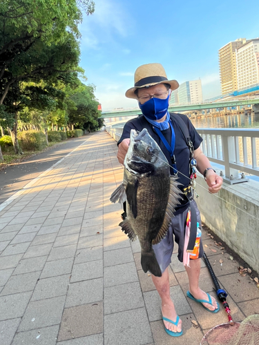 クロダイの釣果