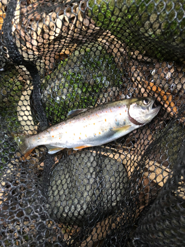 アマゴの釣果