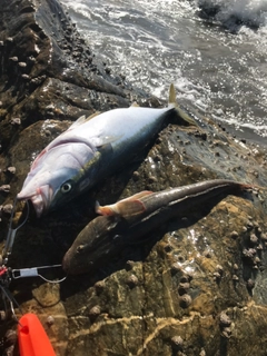 ワラサの釣果