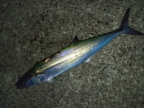 サゴシの釣果