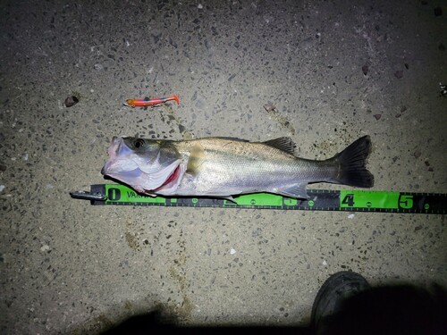 シーバスの釣果