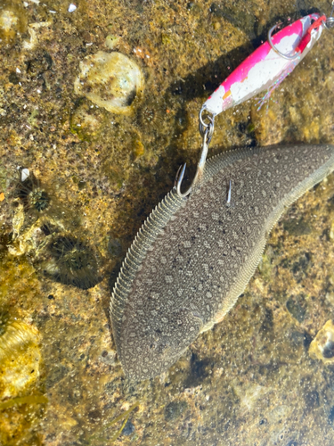 シタビラメの釣果