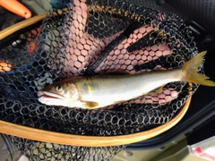 アユの釣果