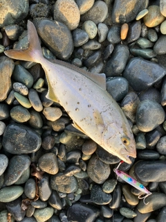 ショゴの釣果