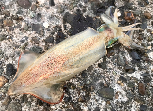 ケンサキイカの釣果