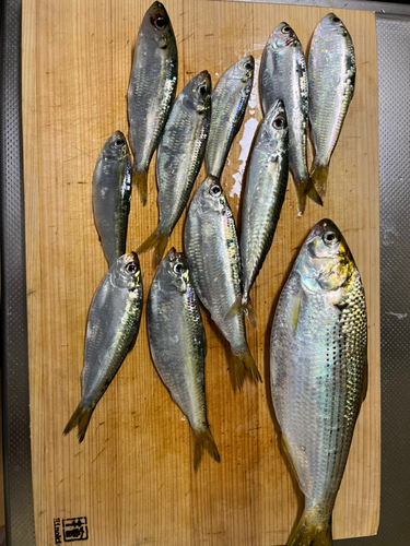 コノシロの釣果