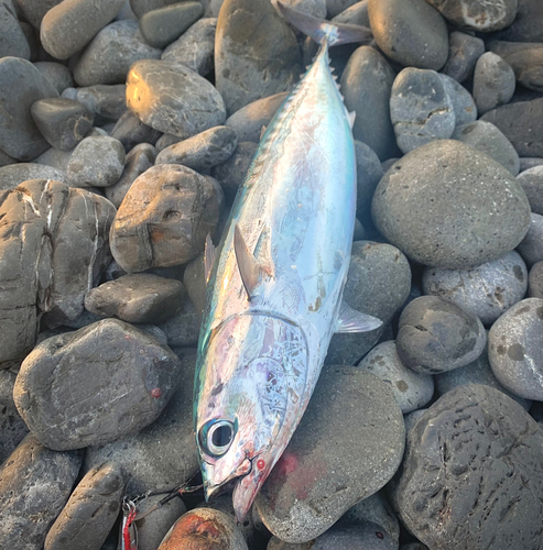 ソウダガツオの釣果