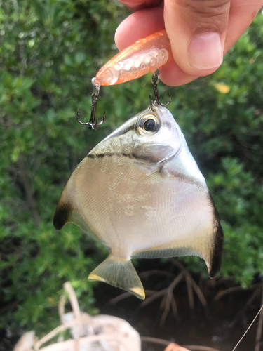 ツバメウオの釣果