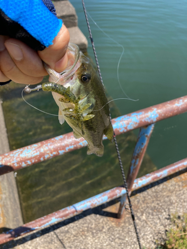 ラージマウスバスの釣果