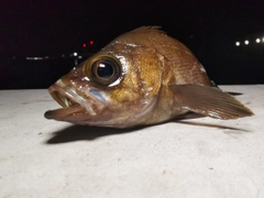 アカメバルの釣果