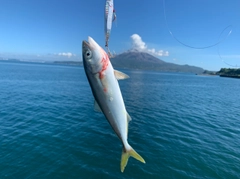 ヤズの釣果