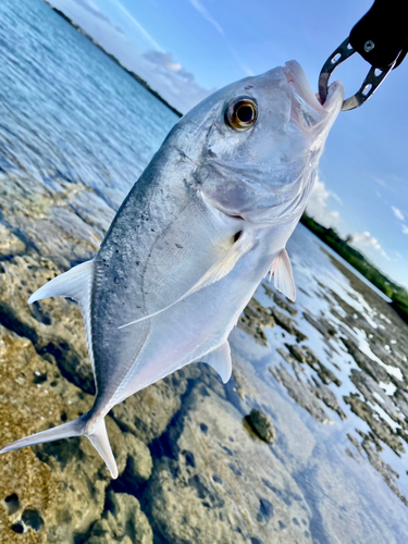 ロウニンアジの釣果