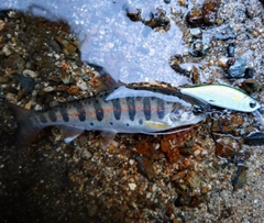 アマゴの釣果