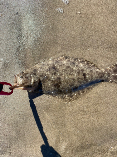 ヒラメの釣果