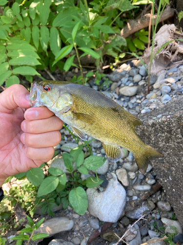 スモールマウスバスの釣果