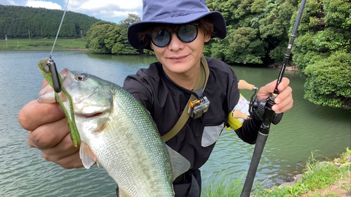 ブラックバスの釣果