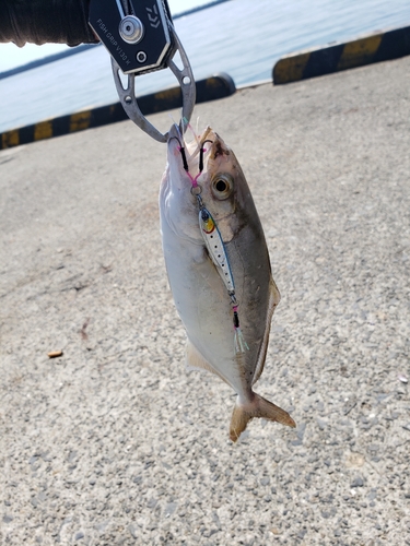 ショゴの釣果