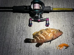 アコウの釣果