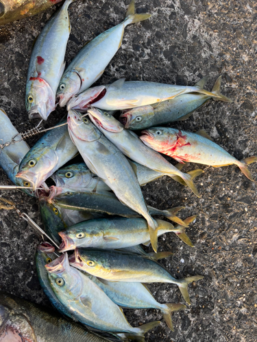 イナダの釣果