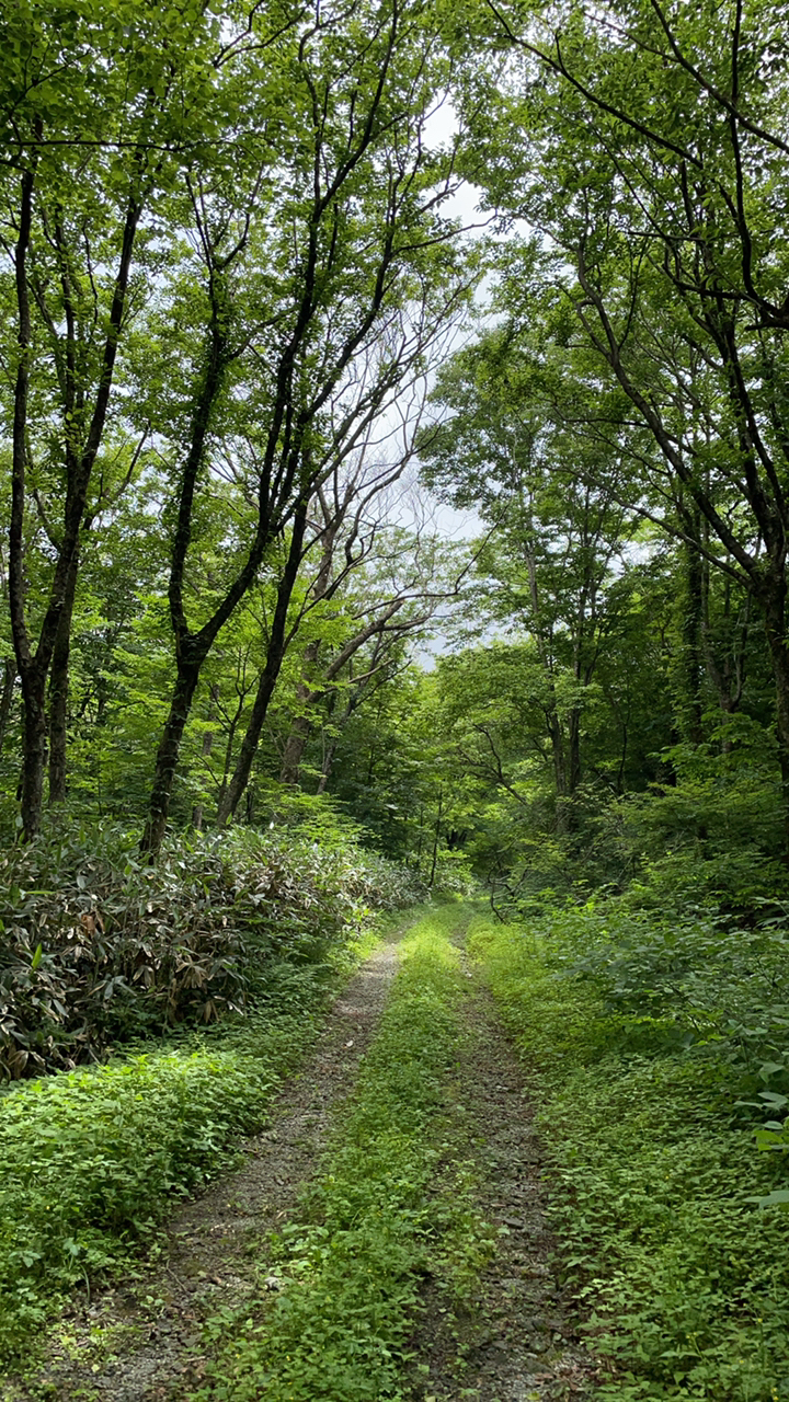 イワナ