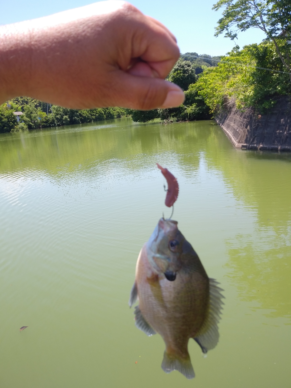 ブラックバス