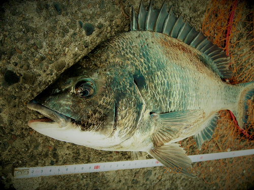 クロダイの釣果