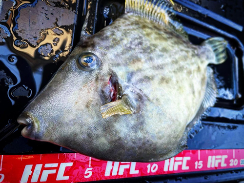 カワハギの釣果