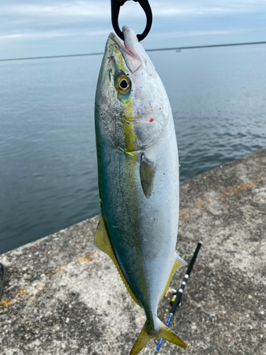 イナダの釣果