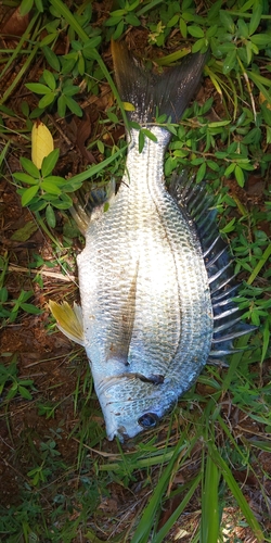 キビレの釣果