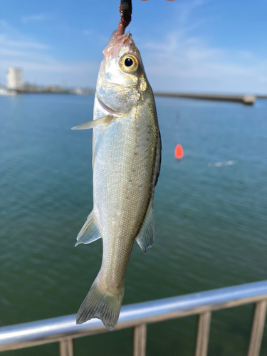 キスの釣果