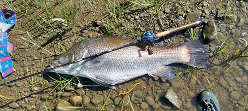 アカメの釣果