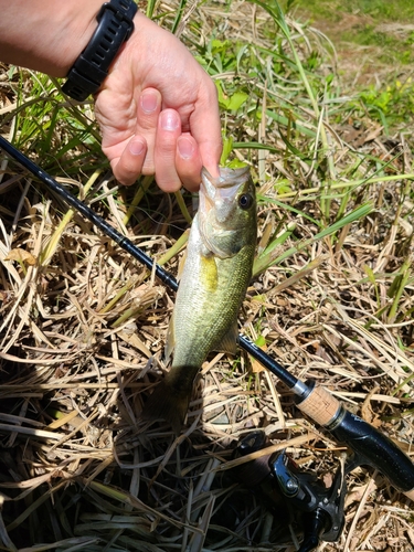 ラージマウスバスの釣果