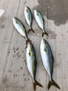 イナダの釣果